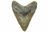 Fossil Megalodon Tooth - North Carolina #328404-1